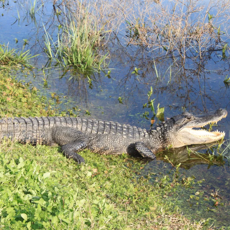 Texas Wildlife Watching Spots