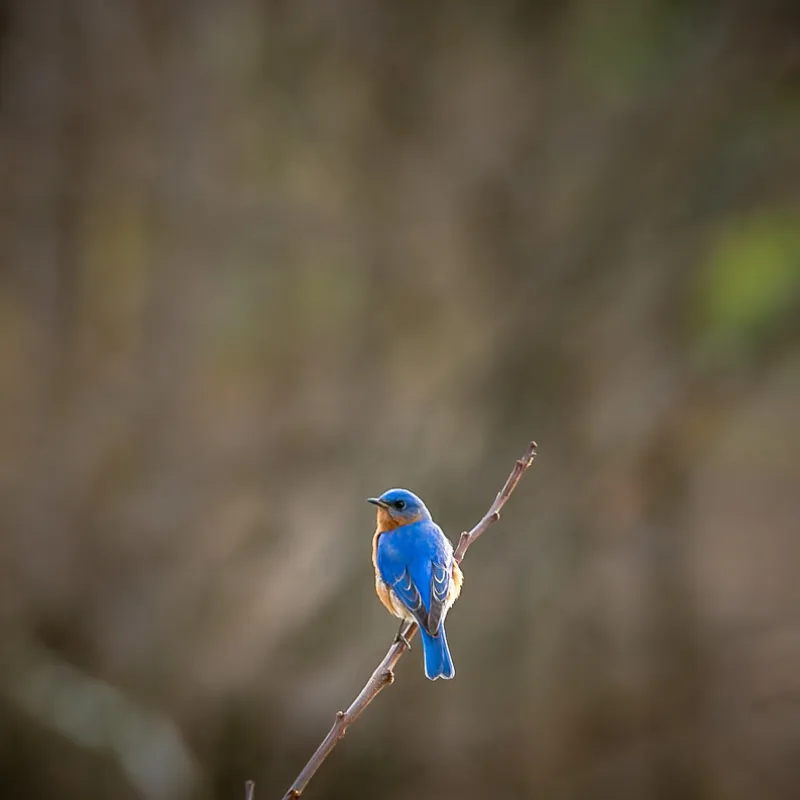 Urban Wildlife Watching