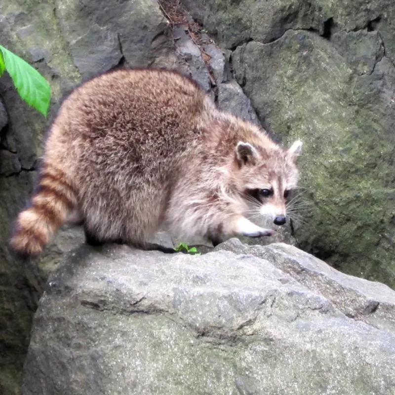 Raccoons in New York City