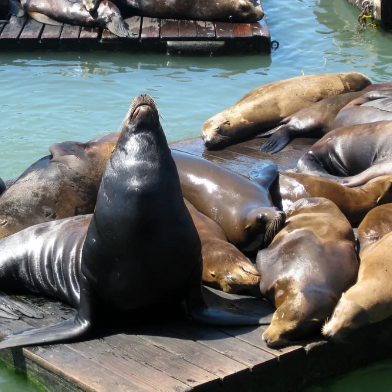 Sea Lions in San Francisco, California