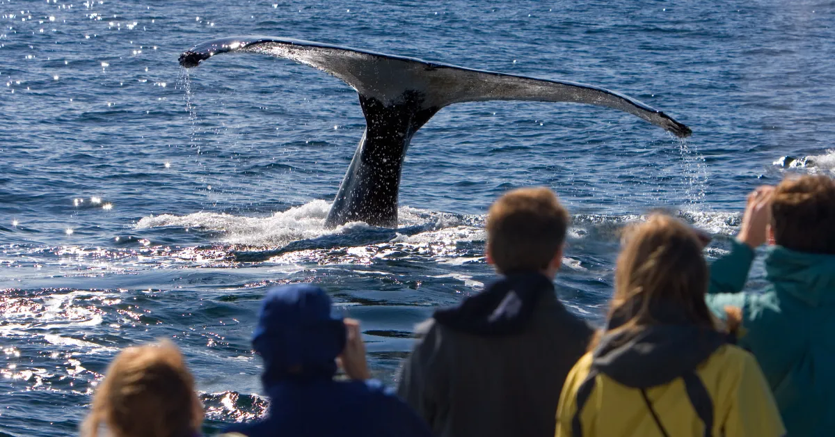 sustainable wildlife watching