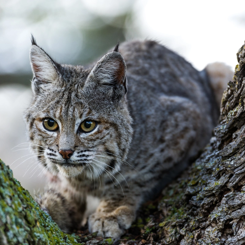 Bobcats comeback North America 1