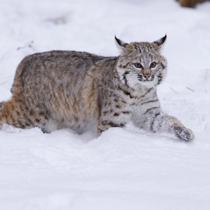 Bobcats comeback North America 2