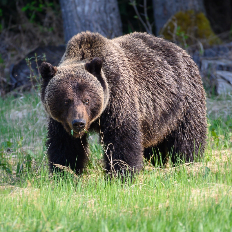 Reintroduction of Grizzly Bears in Washington 1