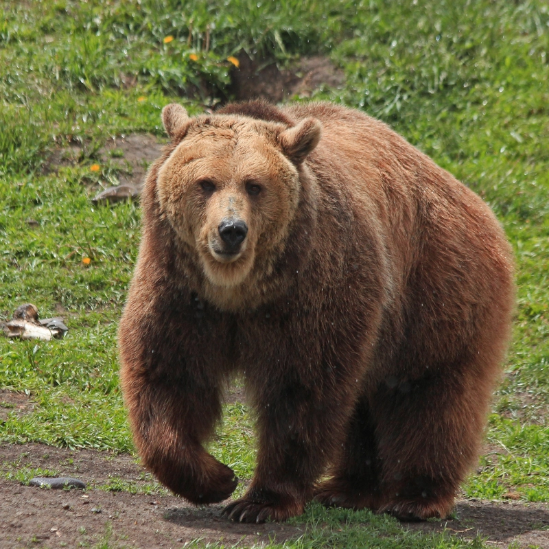 Reintroduction of Grizzly Bears in Washington