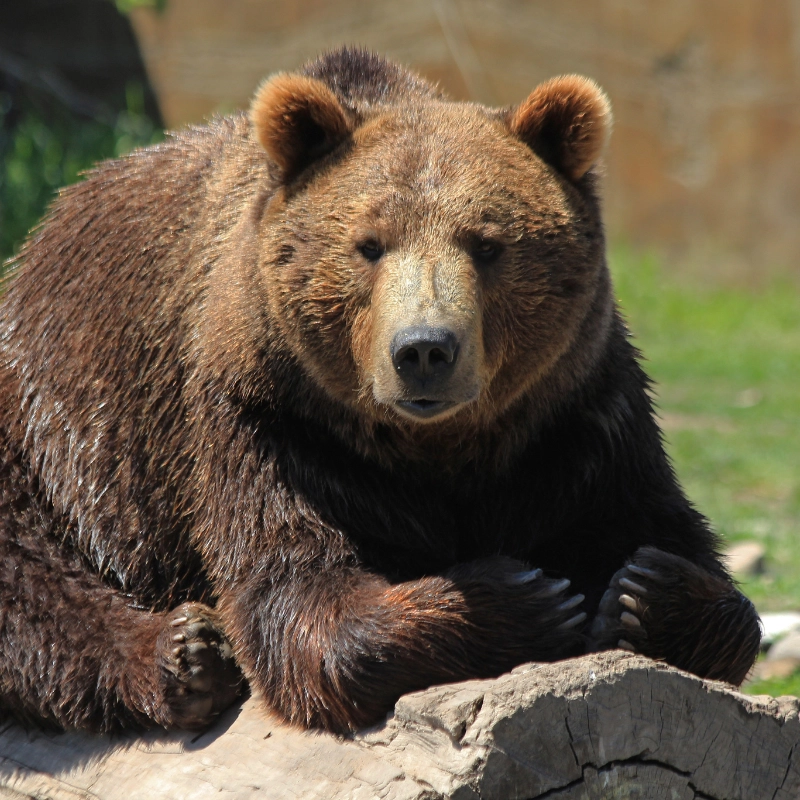 Reintroduction of Grizzly Bears in Washington