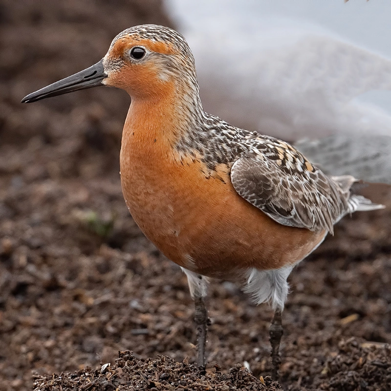 bird of the month 2
