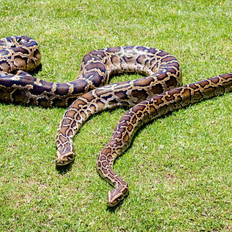 burmese pythons in florida 1