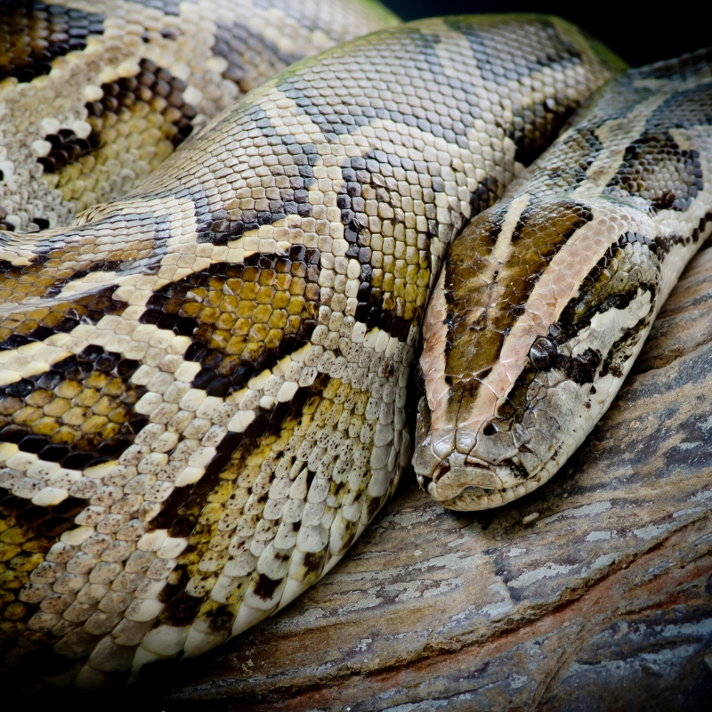 burmese pythons in florida 2