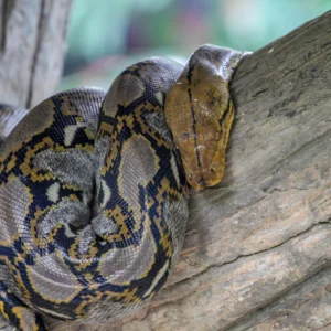 burmese pythons in florida