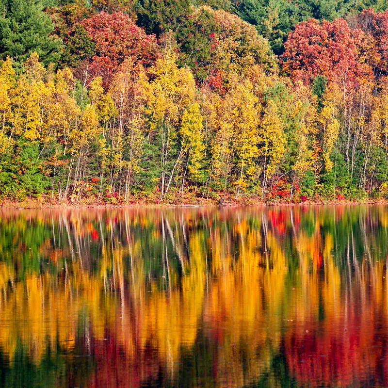 Fall for the Vibrant Foliage