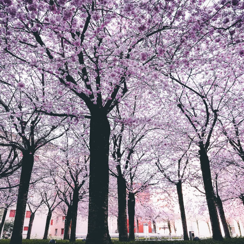 Spring comes with Blooms